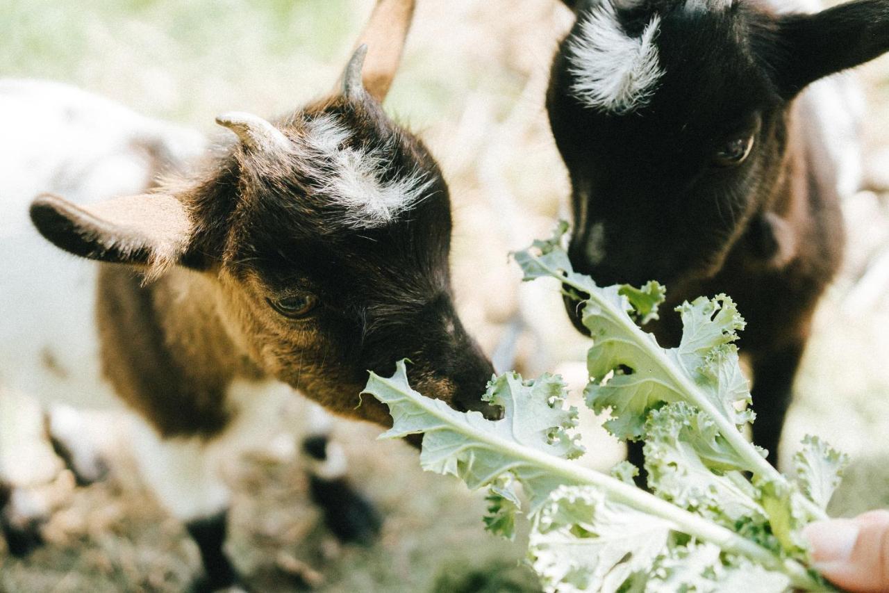 Humus Farm Villa Aguas de Moura Ngoại thất bức ảnh